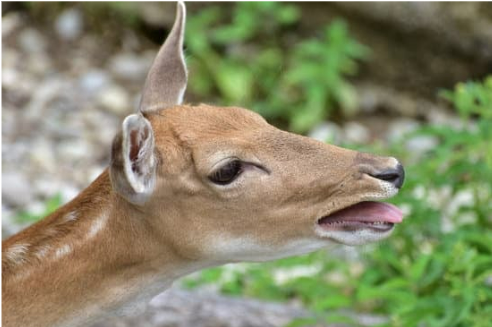 BEST HOMEMADE DEER REPELLENT