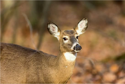 BEST HOMEMADE DEER REPELLENTS
