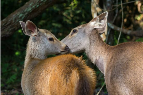 Best Homemade Deer Repellent Recipe Nature s Mace