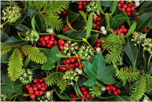 DEER RESISTANT SHRUB