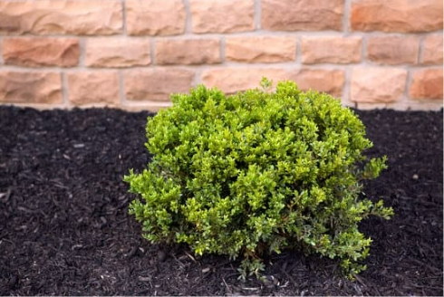 BEST DEER REPELLENT FOR SHRUBS