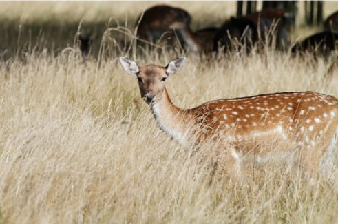 NATURAL DEER DETERRENTS