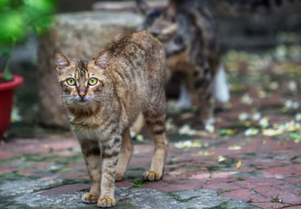 What is the best way to keep stray cats out of your yard?