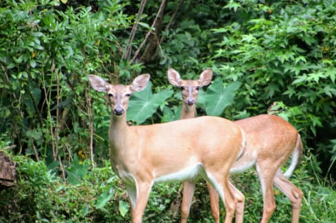 HOMEMADE DEER REPELLENTS THAT WORK