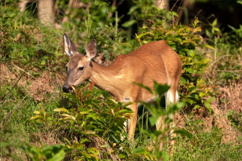DEER REPELLENT HOME RECIPE
