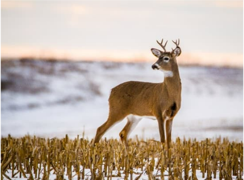 ORGANIC DEER REPELLENTS