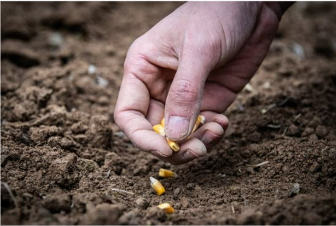 CORN SEED FACTS