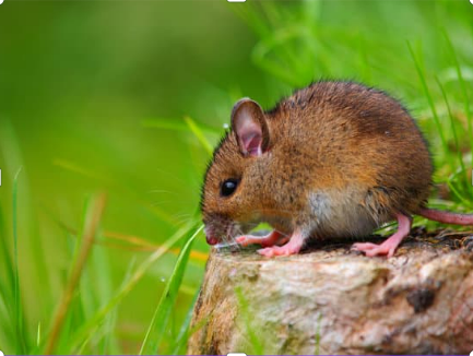 WHAT IS THE BEST MICE REPELLENT