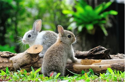 All you need to know about using a rabbit repellent for garden