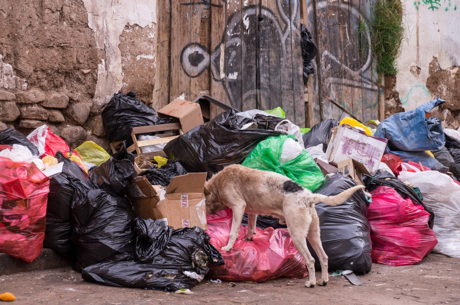 The Rising Challenge of Stray Dogs