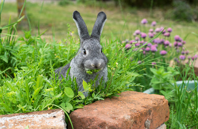 What are the best organic ways to keep rabbits out of your garden?