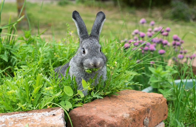 What Are The Best Organic Ways To Keep Rabbits Out Of Your Garden?