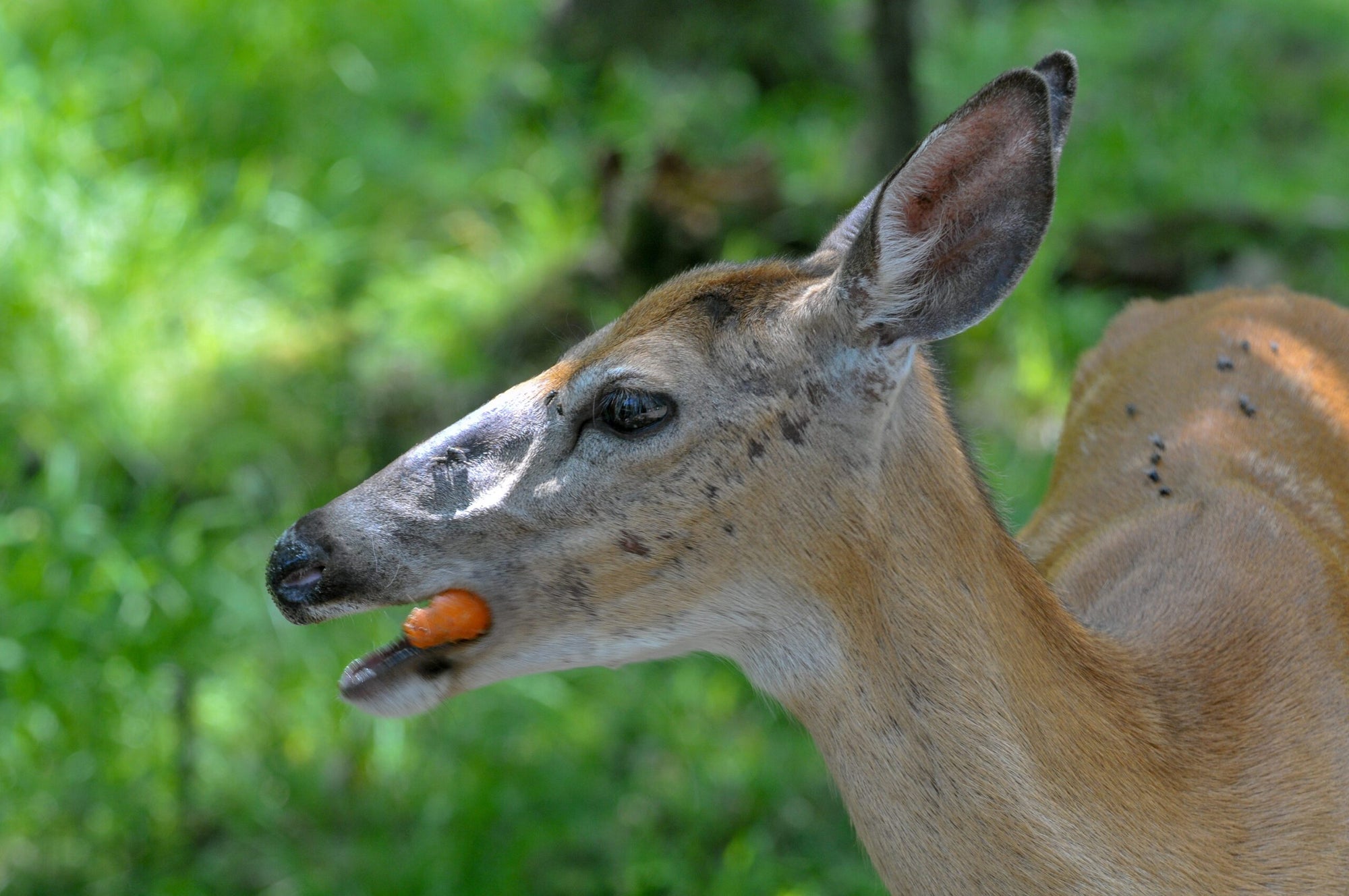 Do Deer Eat Carrots?