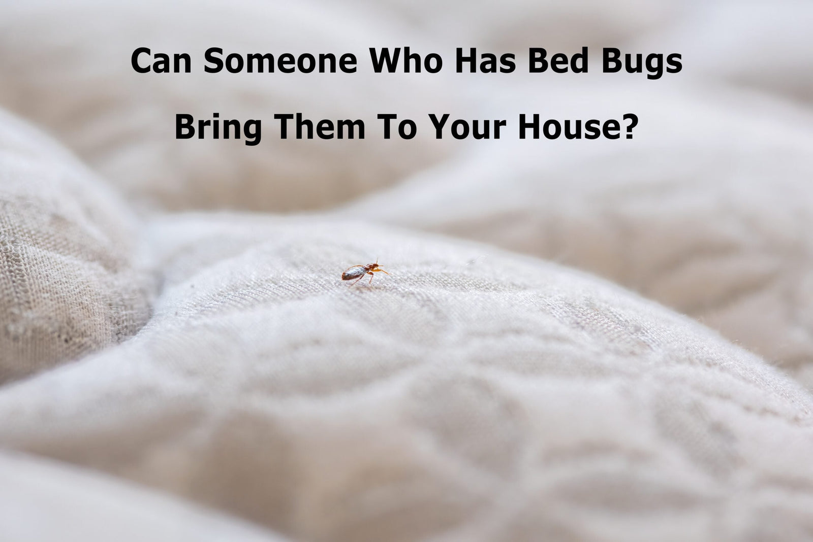 Can Someone Who Has Bed Bugs Bring Them To Your House?