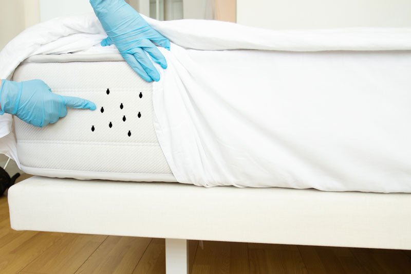 How do you treat a mattress for bed bugs?