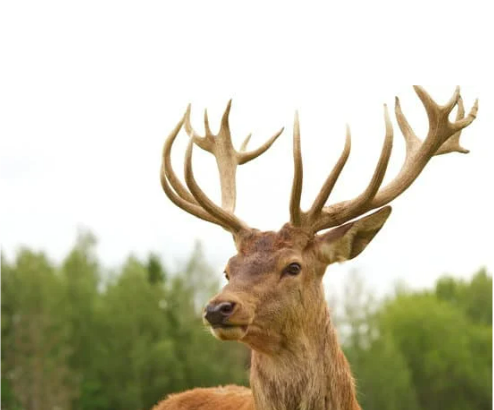 Deer Protection: Safeguarding Your Greens Naturally