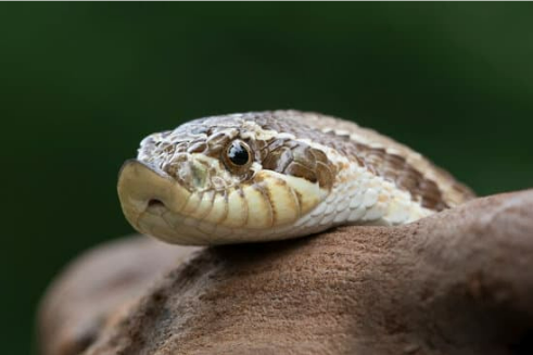 BEST SNAKE DETERRENT