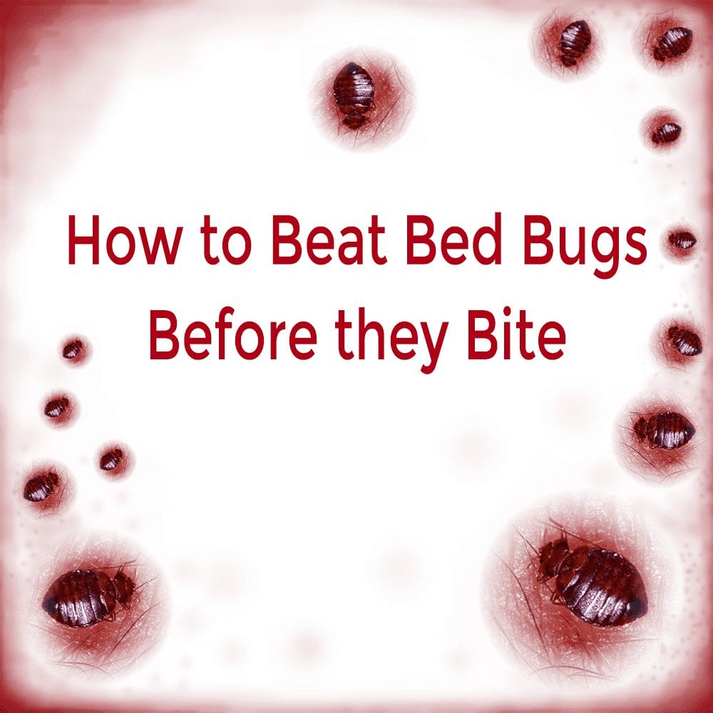 Bed Bug Repellents that Really Work