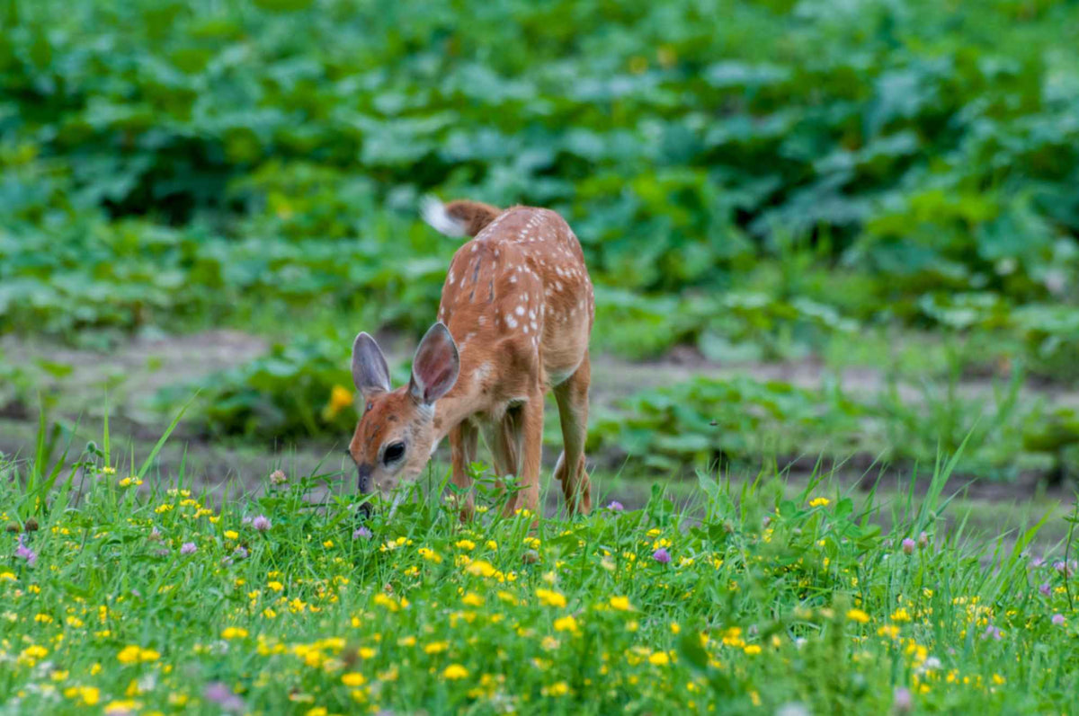 Best Natural Deer Repellents