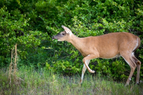 Best Organic Deer Repellent