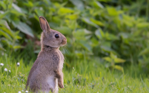 Best Rabbit Repellent for Plants