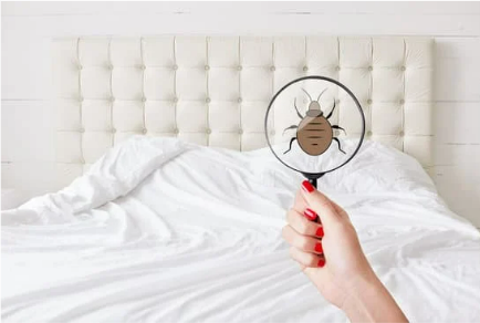 WHAT BUGS ARE BITING ME AT NIGHT?