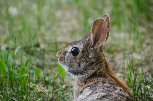 Blood Meal Rabbit Deterrent Strategies