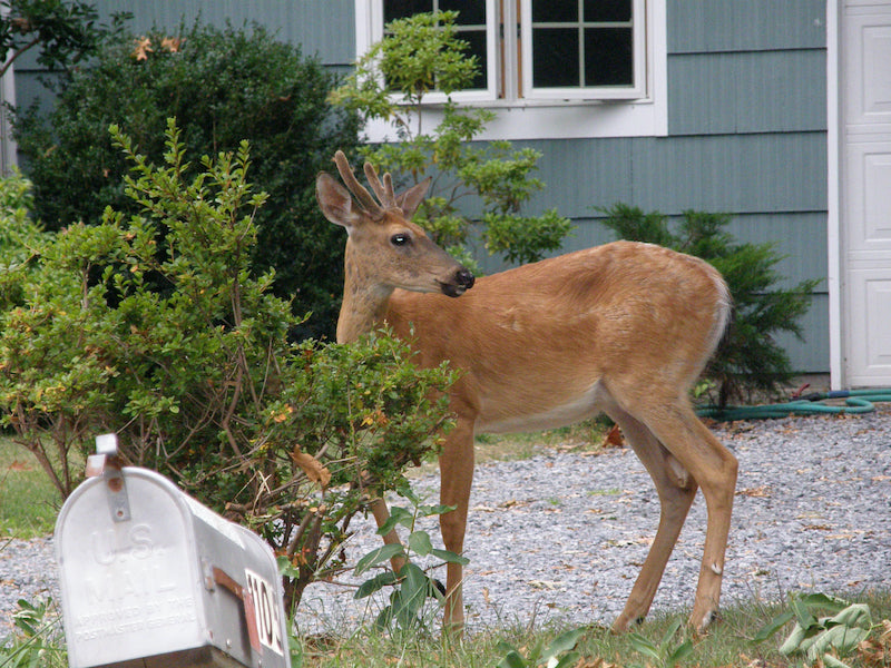 Blood Deer Repellent