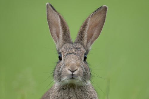 Blood rabbit repellent for gardens