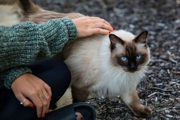 Catching cats