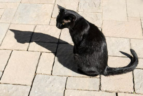 CAT REPELLENT SPRAYS