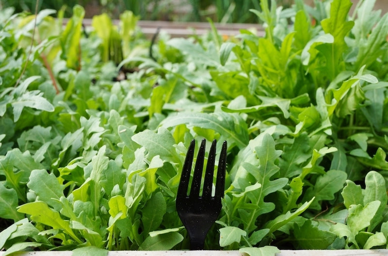 Can plastic forks deter rabbits?