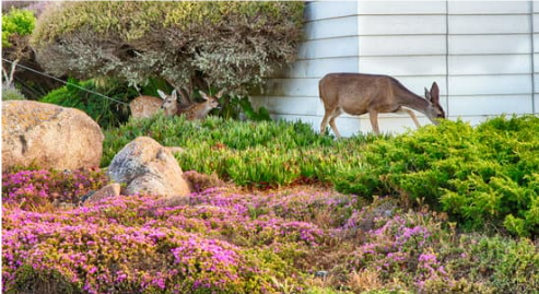 DEER REPELLENT FOR GARDENS
