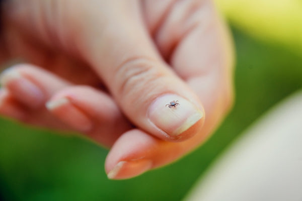Deer Ticks