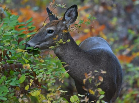 Deer Protection for Shrubs