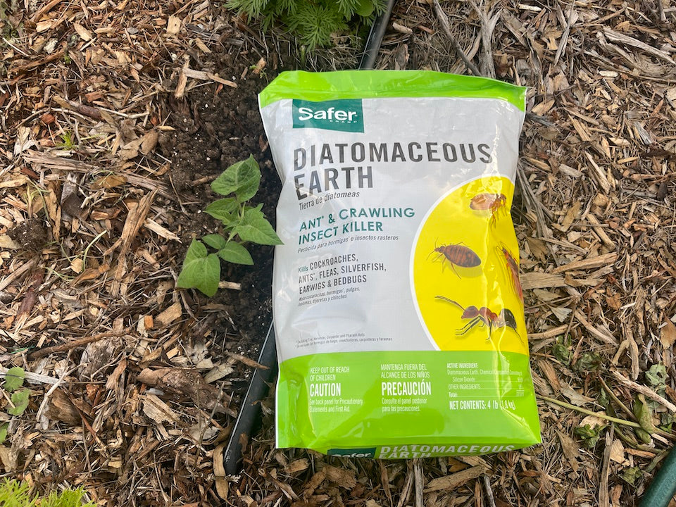 Eliminate fleas with Diatomaceous Earth