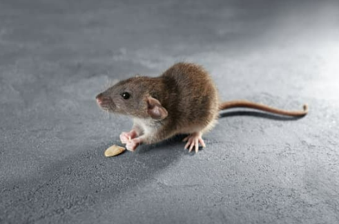 Using Peppermint as a Mouse Repellent