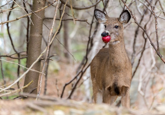 Do Deer Eat Apple?