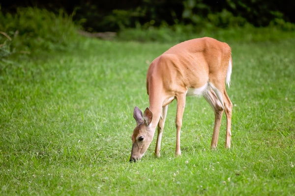 Do Deer Eat Grass?