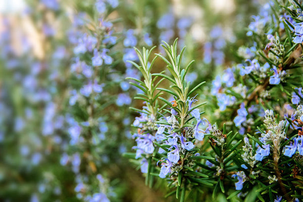 Do Deer Eat Rosemary?