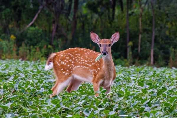 Do Deer Eat Tomatoes?