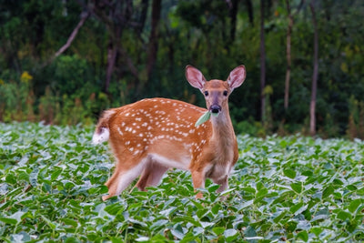 Do Deer Eat Tomatoes?