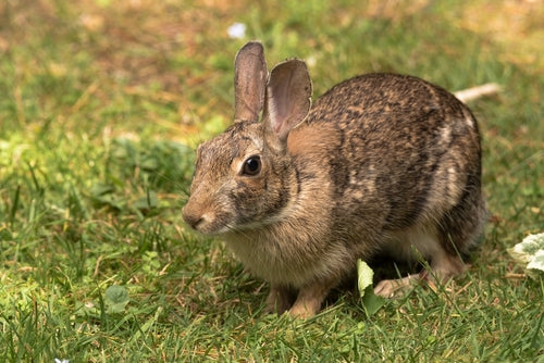 Do coffee grounds keep a rabbit out