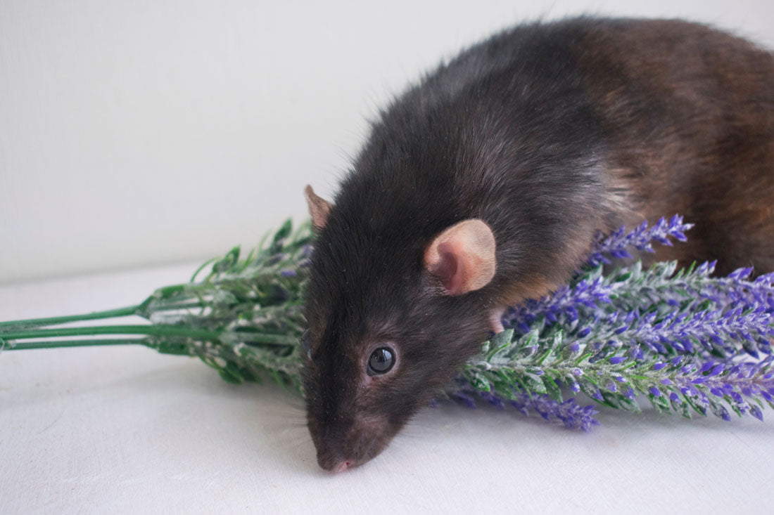 Do mice like lavender?