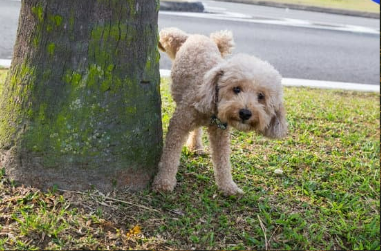 Dog Pee Deterrent Spray