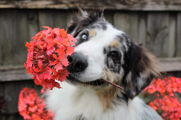 Dog Repellent Spray for Plants