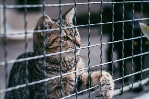 Effective Cat Fencing Solutions