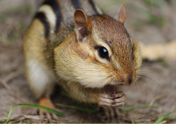 Effective Chipmunk Control