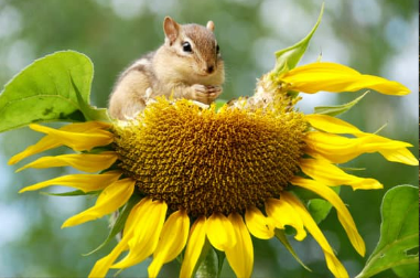 Effective Chipmunk Repellents
