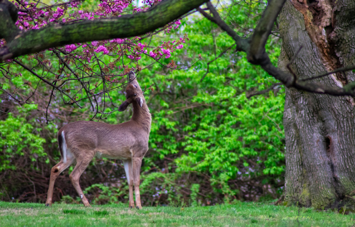 Effective Deer Deterrent Lights
